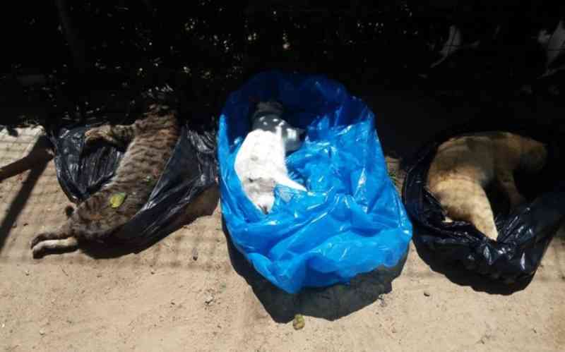 Moradores denunciam sumiço e morte por envenenamento de quase 40 gatos em condomínio de luxo na BA: ‘Desrespeito à vida’