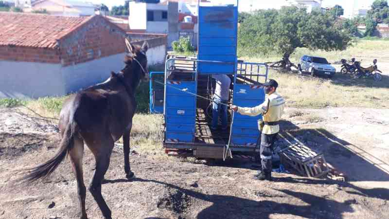 Sem água e sem comida há dias, mula foi resgatada por agentes de trânsito em Guanambi, BA