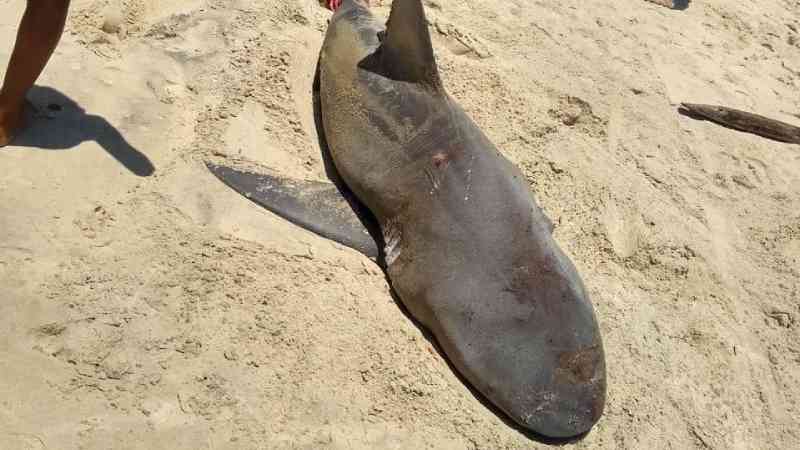 Grupo que matou tubarão em Cascavel (CE) pode responder por crime ambiental; entenda o que diz a lei