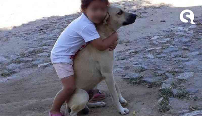 Crueldade: cão é encontrado carbonizado na zona rural de Santa Quitéria, CE