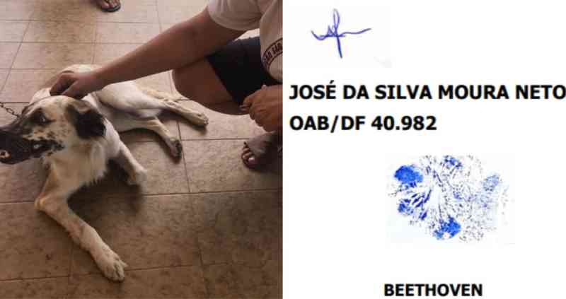 Cachorro move ação judicial contra agressor e ‘assina’ processo com digital da própria pata, no Ceará
