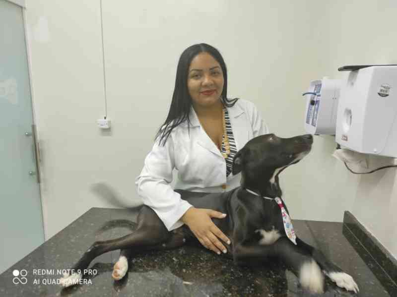 Cão ferido que entrou sozinho em clínica ‘para pedir ajuda’ no Ceará ganha o nome de Quindim