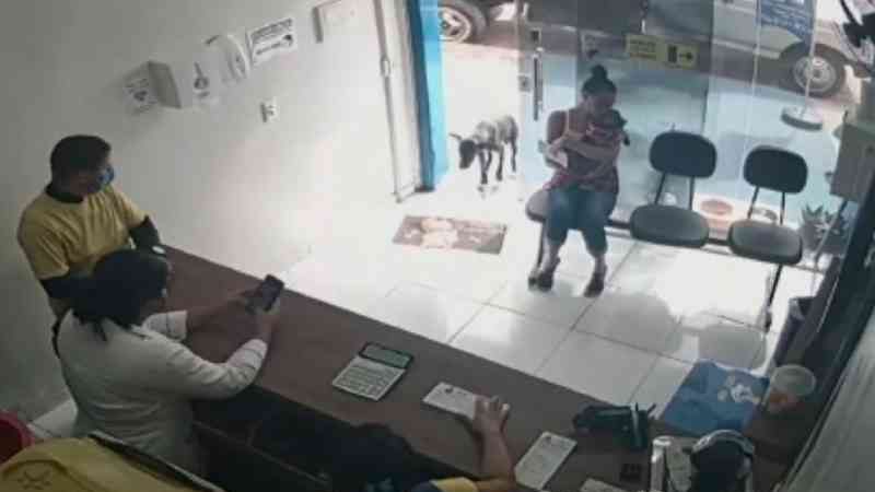 Cão ferido entra sozinho em clínica veterinária e recebe tratamento no interior do Ceará; vídeo