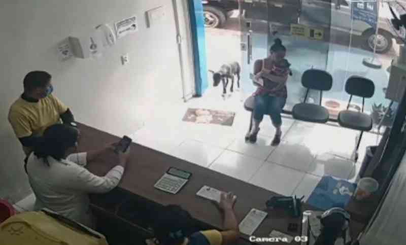 Cão ferido entra sozinho em clínica veterinária e recebe tratamento no interior do Ceará; vídeo