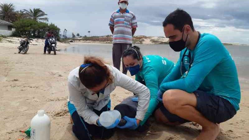Filhote de peixe-boi é resgatado após encalhar no litoral leste do Ceará
