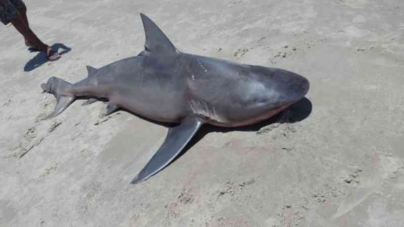 Seis pessoas envolvidas na morte de tubarão na Praia do Balbino, no Ceará, são autuadas por crime de maus-tratos
