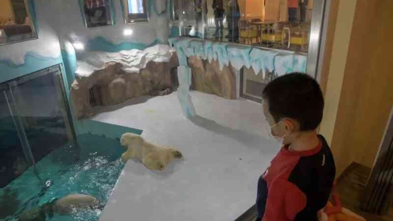 Ativistas criticam hotel com ursos polares expostos 24h por dia na China