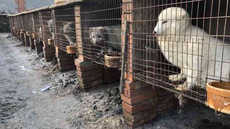 Horror nas fazendas de peles na China: animais aterrorizados em gaiolas minúsculas,  eletrocutados e esfolados