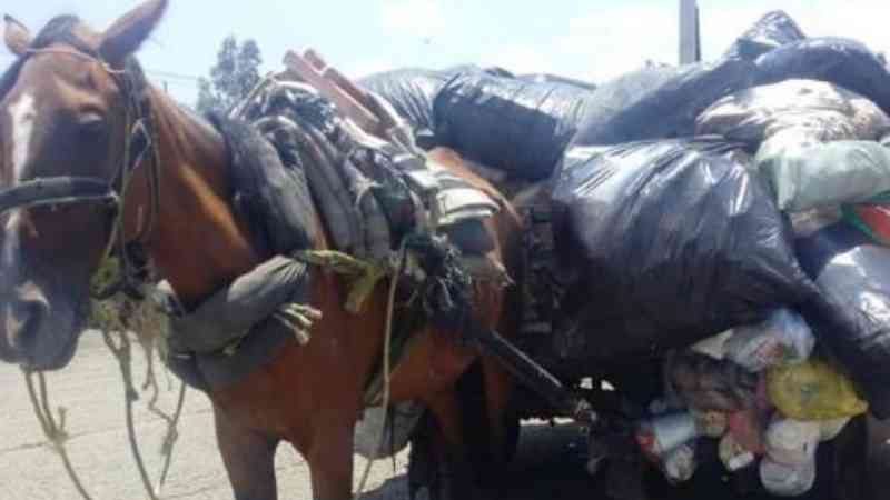 Agora eles correrão livres: 46 cavalos foram substituídos por triciclos em Antioquia, na Colômbia