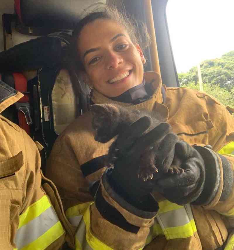 VÍDEO: bombeiros serram chapa de metal para resgatar filhote de gato no DF