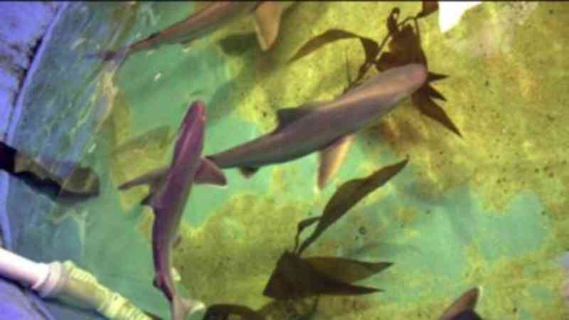Polícia encontra sete tubarões vivos em porão de traficante de animais