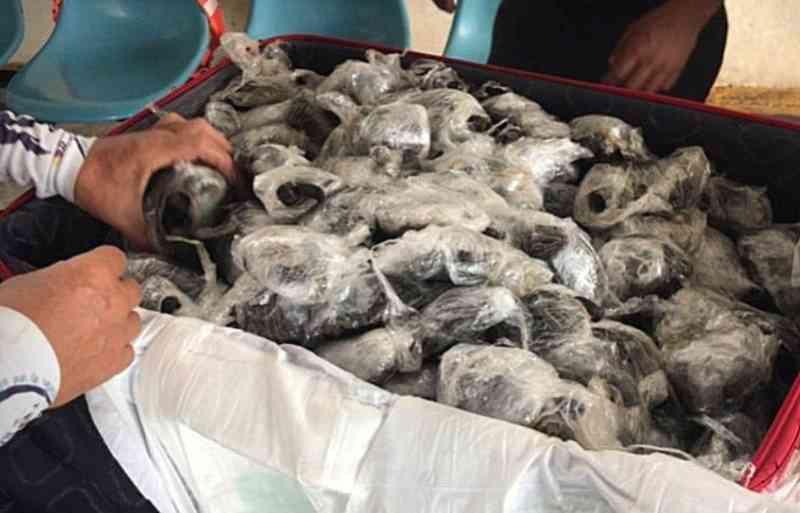 Bagagem com 185 filhotes de tartaruga é encontrada em aeroporto de Galápagos