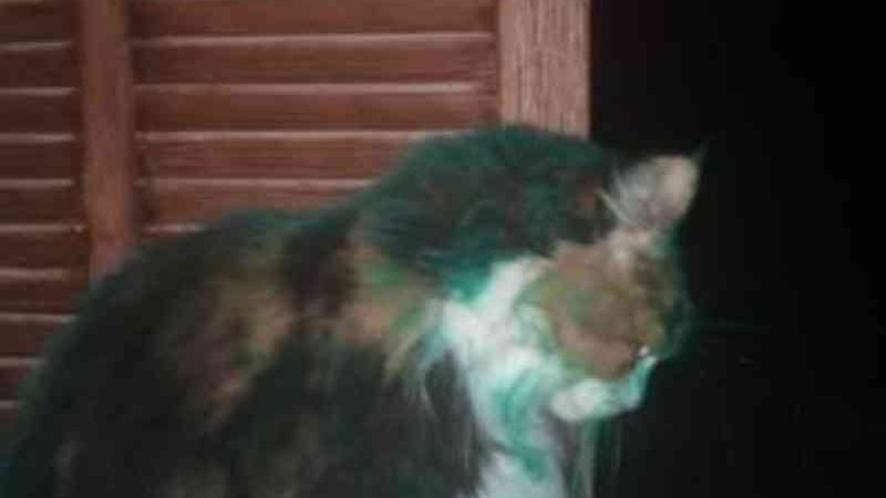 Novo caso de maus-tratos contra animais: gatos pintados com spray são vistos em Alaró, na Espanha