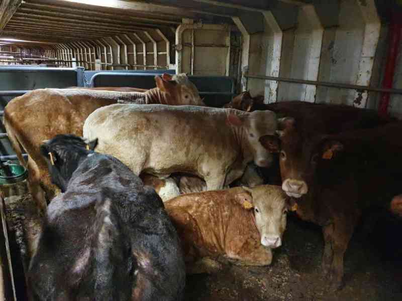 Espanha manda sacrificar 895 vacas que passaram mais de 2 meses confinadas em um navio