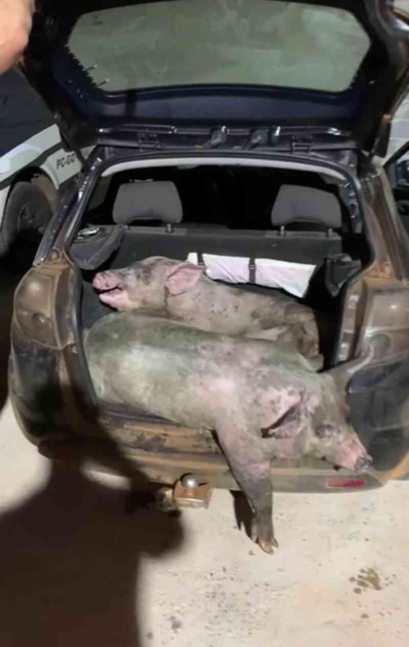 Homem é preso transportando porcos no porta-malas do carro em Goiás