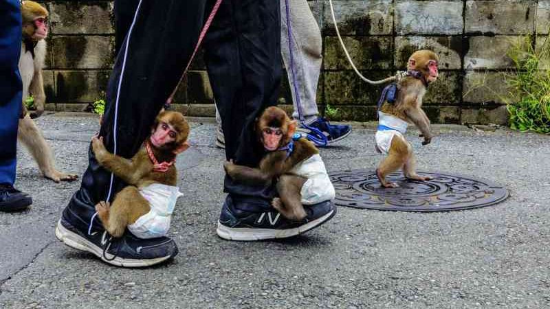 Apresentações com macacos no Japão: entre tradição e abuso