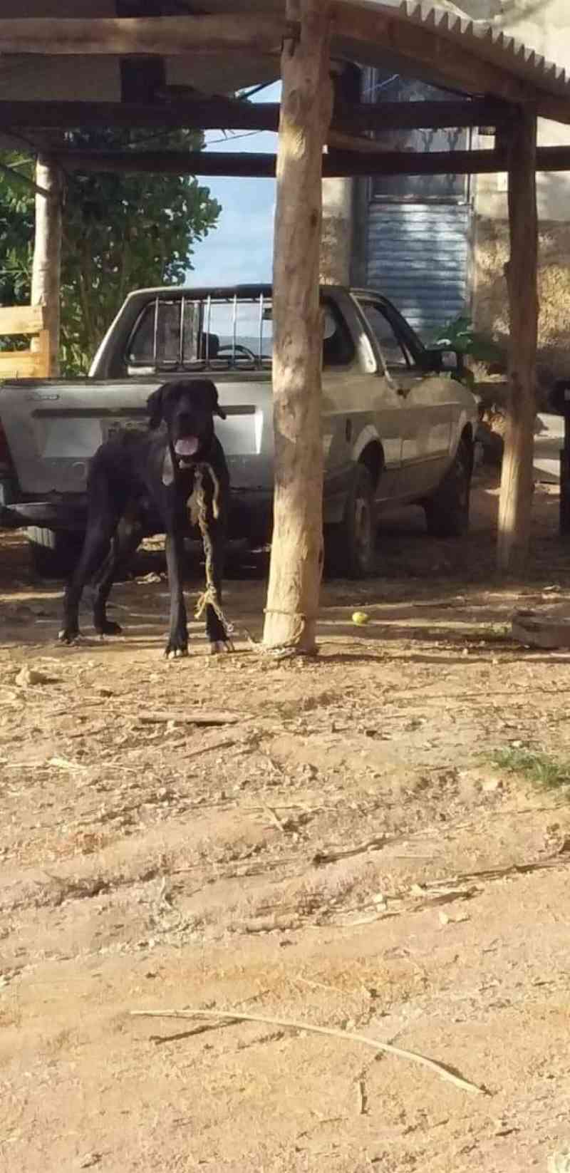 Associação São Francisco com apoio da PM resgata cão em situação de maus-tratos em Carmo do Rio Claro, MG