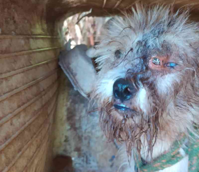 Contador é preso por manter 4 cães sem comida, um deles com olho cheio de bichos em MS