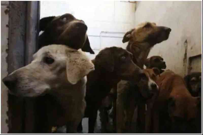Vendedor de vegetais é preso por violência sexual contra mais de 30 cães de rua na Índia