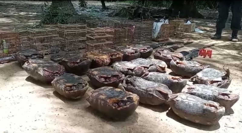 Ação do ICMBio e PM resgata animais silvestres mantidos ilegalmente em cativeiro em Baião, no PA