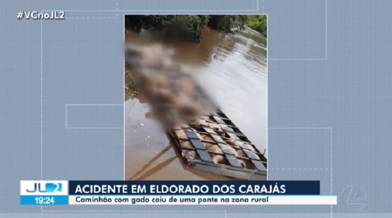 Caminhão carregado de bois vivos cai de ponte no Pará; vídeo