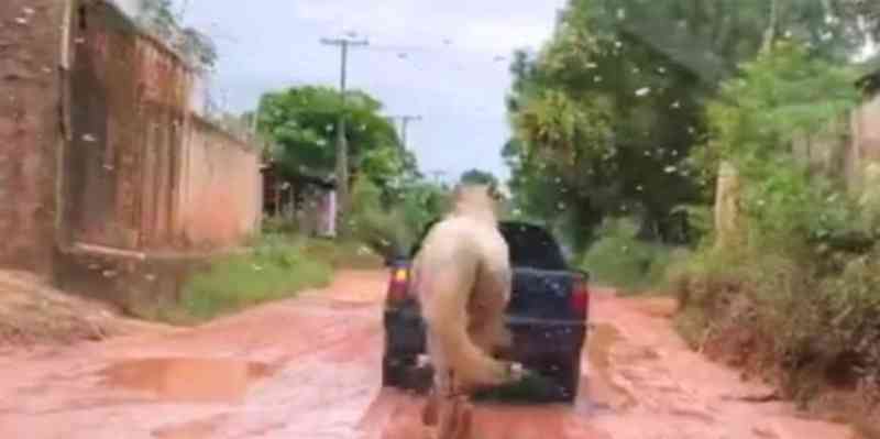 Motorista filma cavalo amarrado e sendo puxado por carro em Itaituba, PA