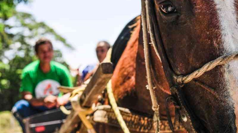 Câmara de Cascavel (PR) aprova lei que proíbe uso de carroças por tração animal na área urbana