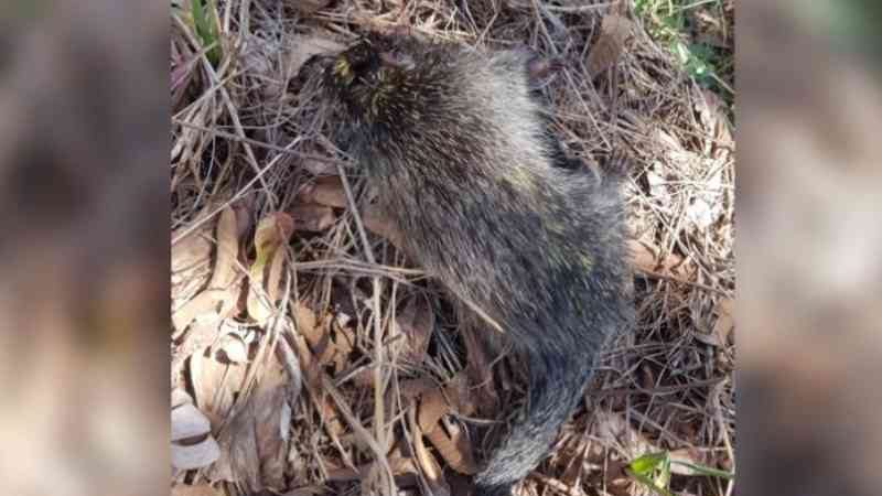 Crueldade: ouriço é morto a pedradas antes da chegada da Defesa Civil, no PR