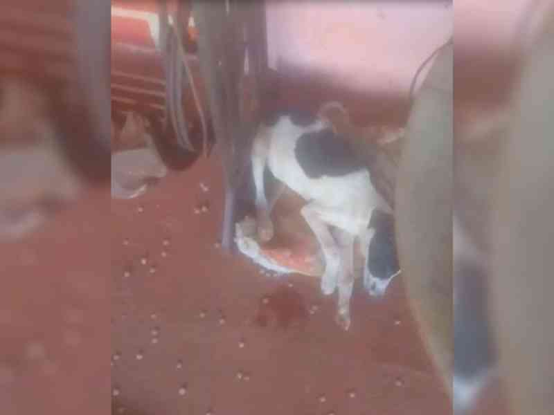 Cachorros continuam sendo mortos de forma criminosa em Marilândia do Sul, PR