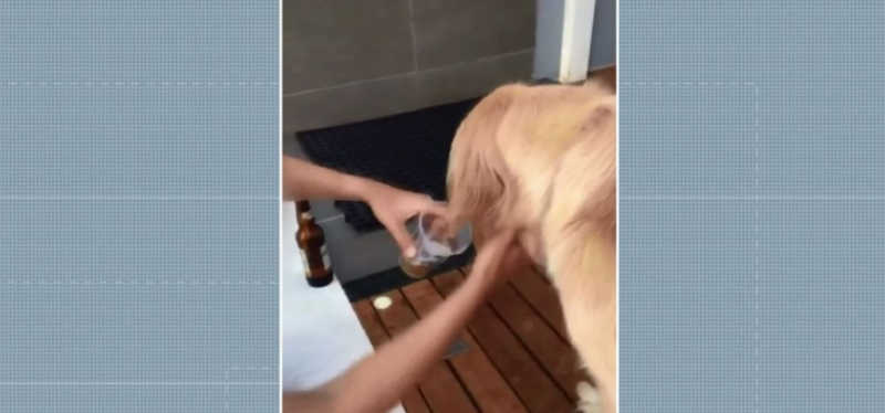 Polícia investiga jovem suspeito de dar cerveja para cachorra, em Maringá, PR; VÍDEO