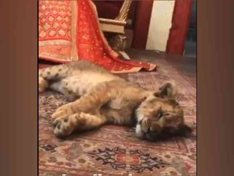 Ativistas criticam Paquistão pelo uso de um filhote de leão sedado em sessão de fotos de noiva