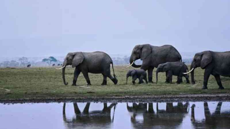 Elefantes do Quênia agora são ameaçados por cultivo de abacate
