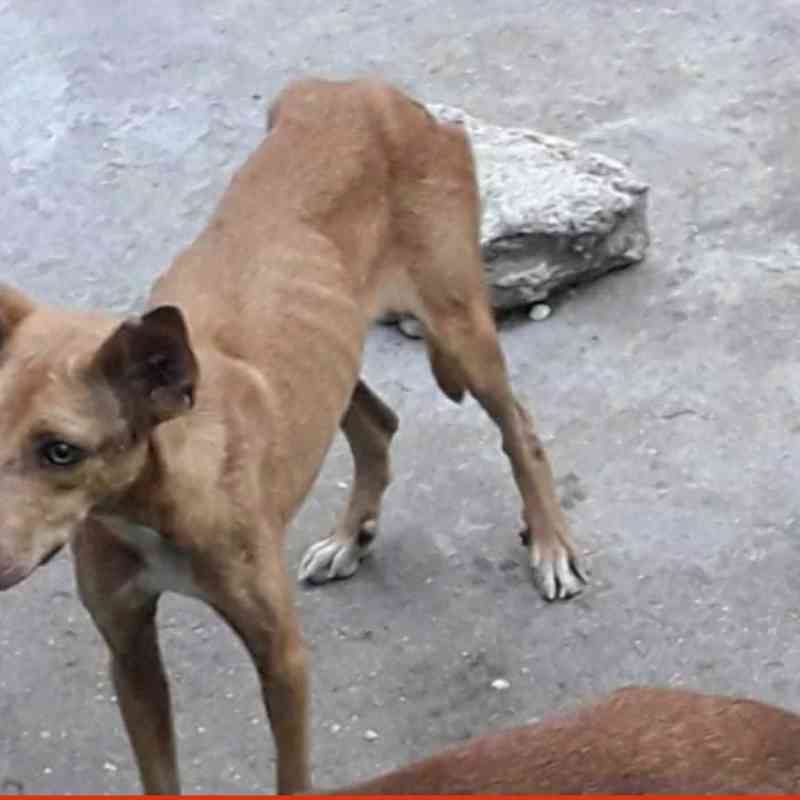 Moradores denunciam maus-tratos a animais em casa abandonada em Niterói, RJ