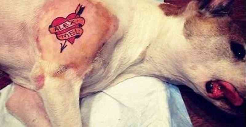 Projeto proíbe a realização de tatuagens e piercings em animais domésticos no RJ