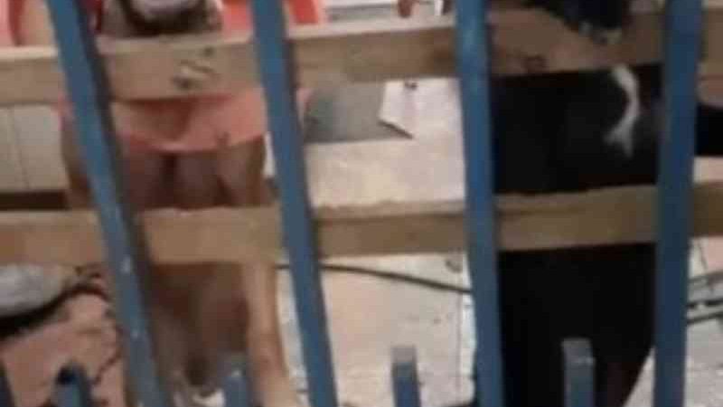Homem é preso por espancar, amputar e maltratar cães em Vilhena, RO
