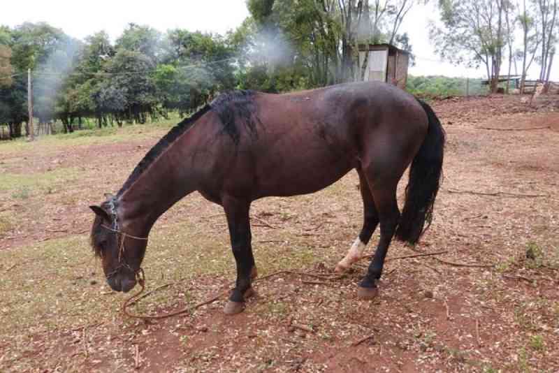 Polícia localiza cavalos feridos em doma pelo uso de freios, em Coqueiros do Sul, RS