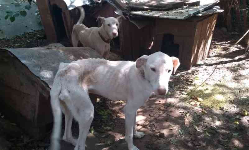 Homem é preso por maus-tratos a cães explorados em caçadas, em Guaporé, RS