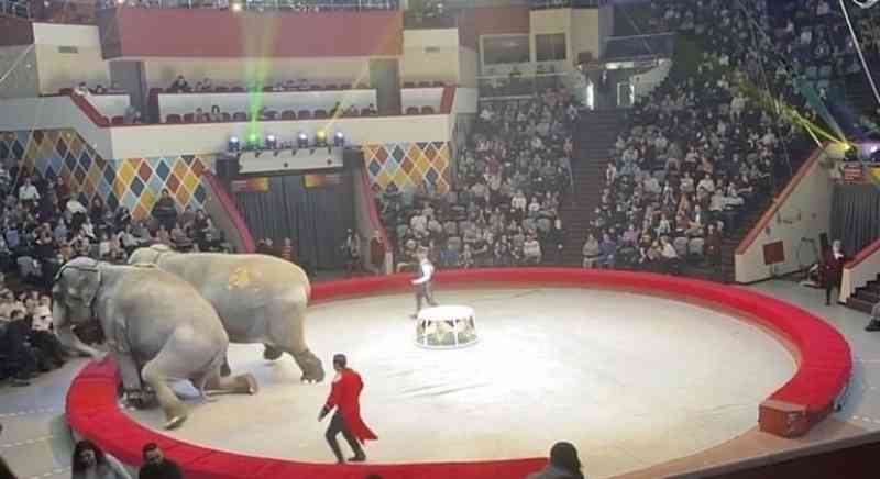 Duelo entre elefantes termina em caos completo em circo da Rússia