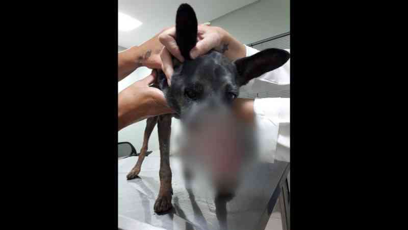 Denúncia de maus-tratos leva polícia a cachorro com focinho lacerado em Blumenau, SC