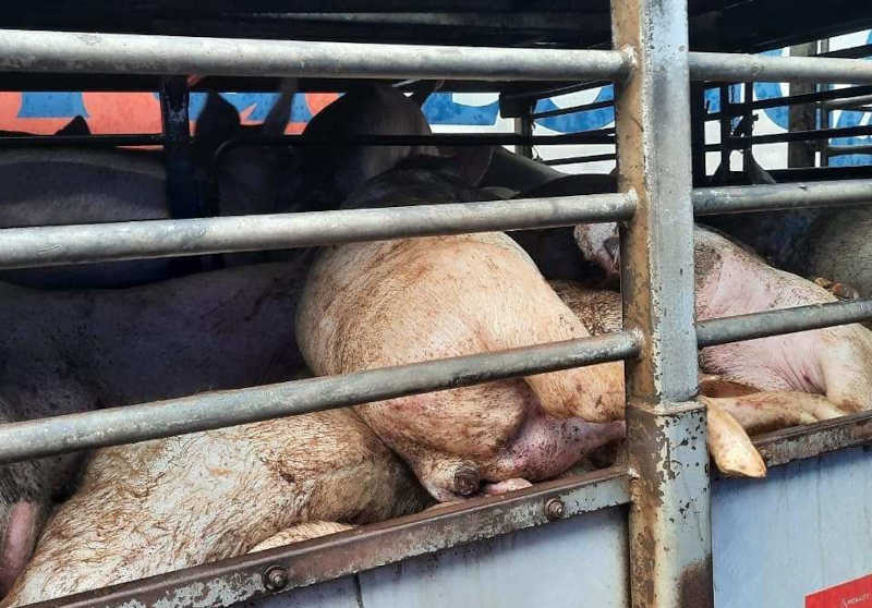 Porcos morrem de calor e sede em carroceria de caminhão em SC