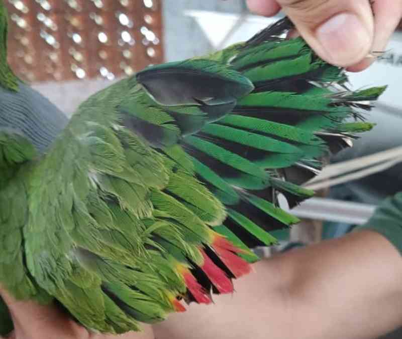 Sitiante leva multa de R$ 3,5 mil por cortar penas da asa de papagaio e manter ave em cativeiro