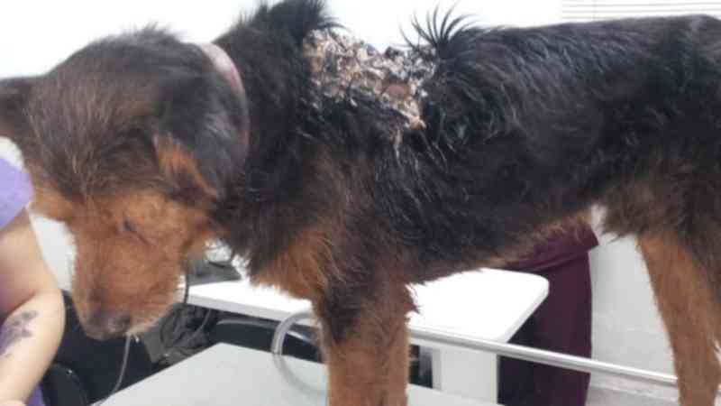 PMs resgatam cão vítima de maus-tratos em Carapicuíba (SP) e fazem vaquinha para pagar tratamento