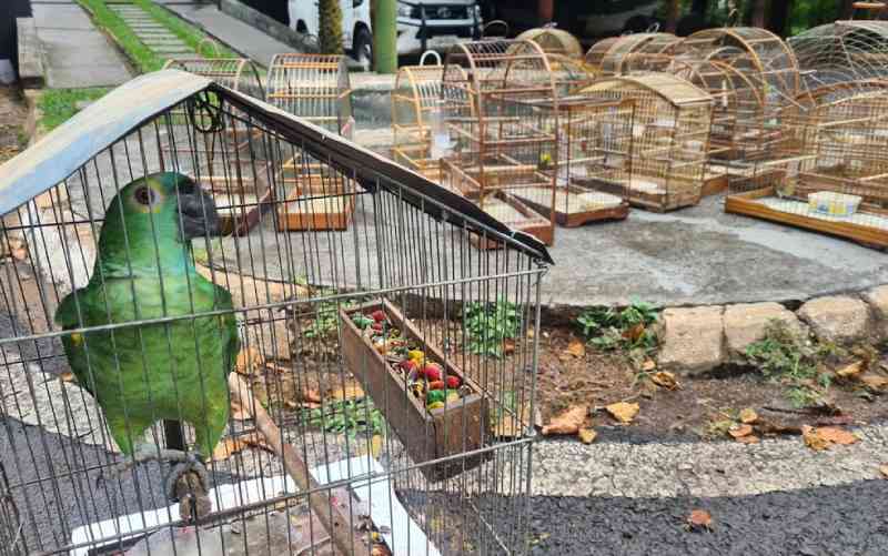 Homem é multado em R$ 74 mil por manter 74 aves silvestres em cativeiro em Franca, SP; vídeo
