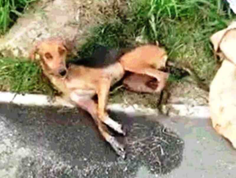 Cadela é resgatada após ser jogada de um carro dentro de um saco em uma vala: ‘Achou que não andaria mais’