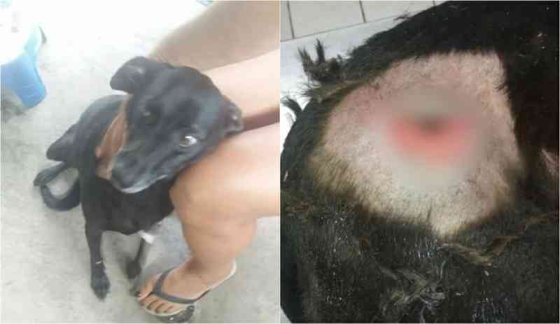 Cadela foge de casa e volta com ferimento de faca em Ilha Comprida, SP