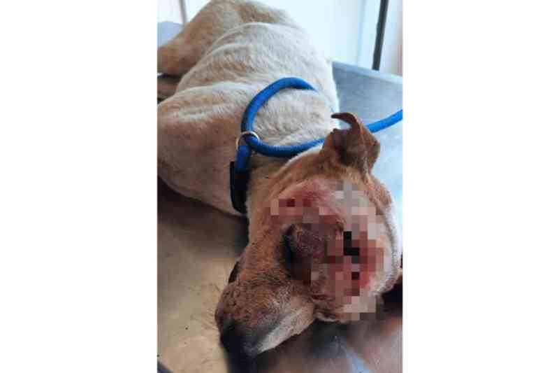 Cachorrinha é resgatada após receber tiro na cabeça em Itu, SP; protetora pede ajuda