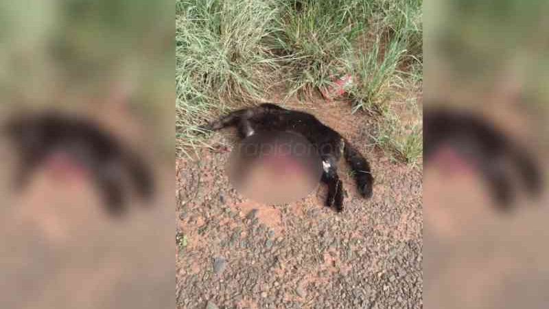 Gato adotado por moradores é encontrado morto sem cabeça e coração em Limeira, SP