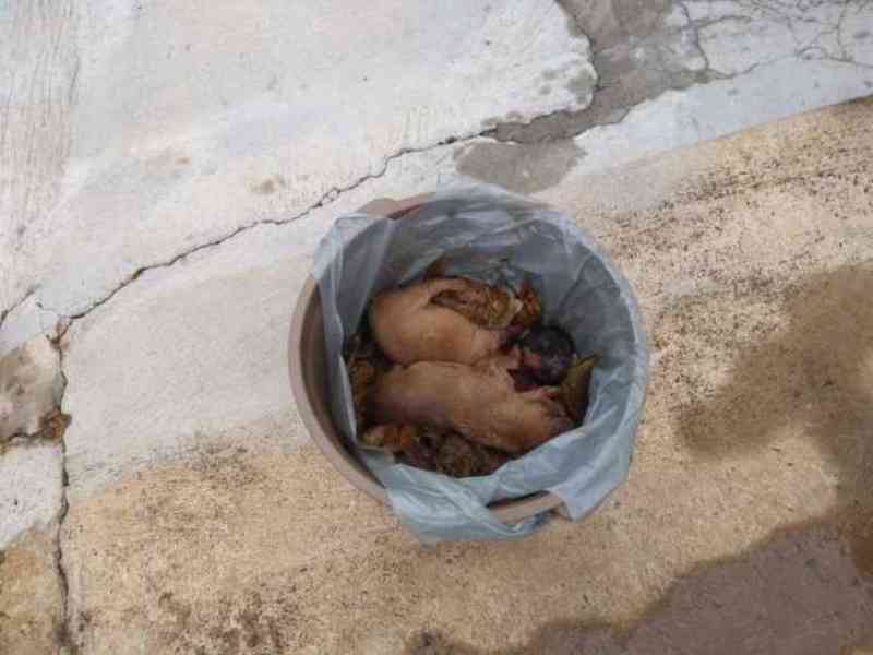 Idoso de 75 anos é preso em flagrante ao jogar filhotes de cachorro no lixo em São Carlos, SP