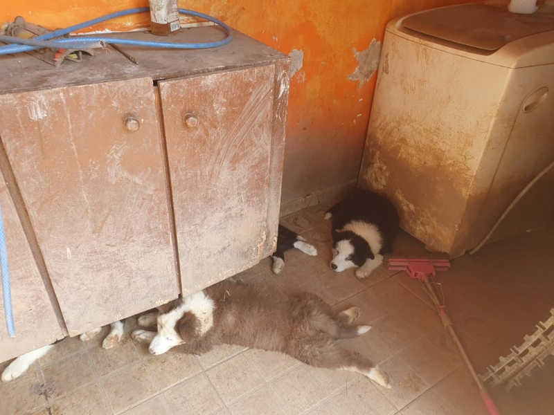 Polícia Ambiental resgata 29 cães de canil clandestino em Atibaia, SP