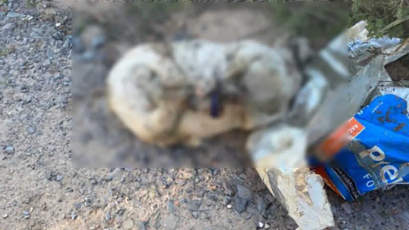 Gato foi encontrado sem a cabeça e coração e uma ovelha com a parte íntima violada